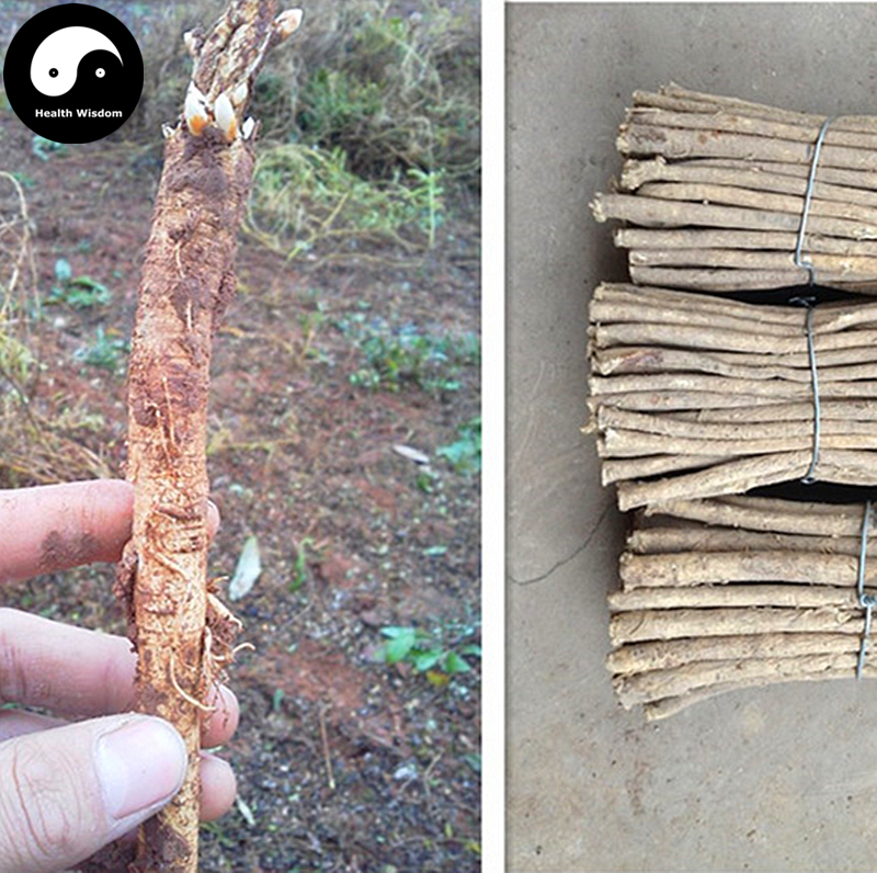 Buy Astragalus Seeds 100pcs Plant Medicinal Herb Radix Astragali For