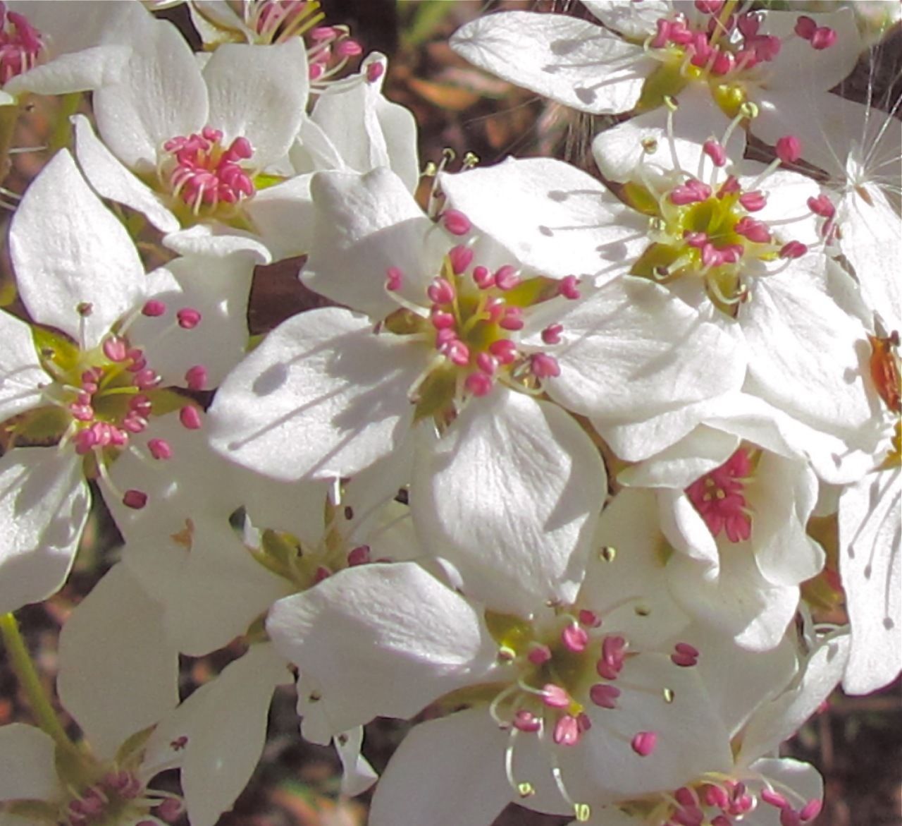 30 Bradford Pear Seeds Pyrus Calleryana Callery Pear Tree Seeds Fall Color Fruit/Flowering