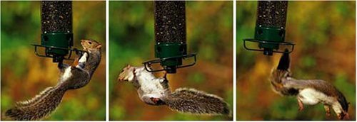 Hanging Bird Feeder Squirrel Proof Droll And 50 Similar Items