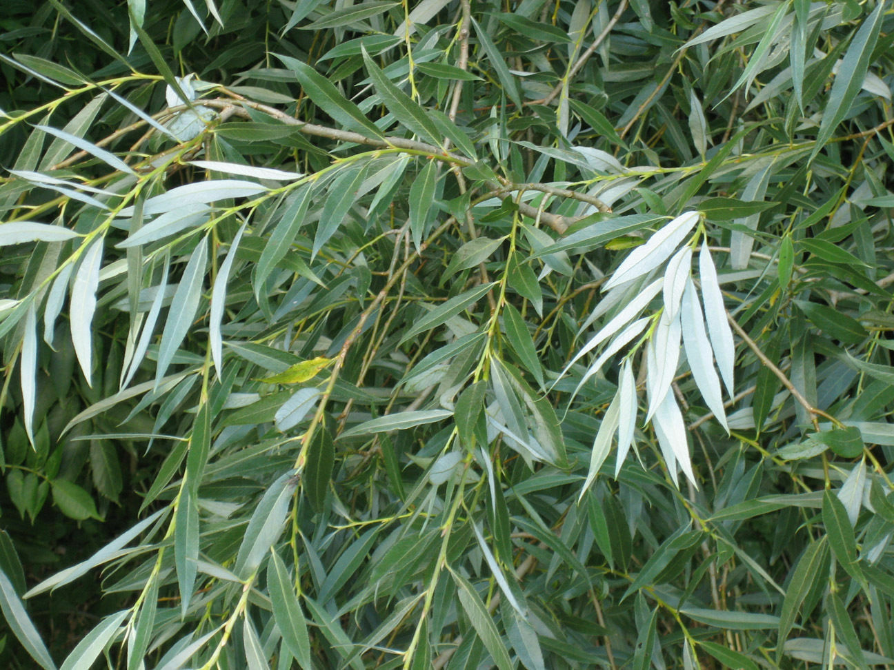 White Willow Tree Salix Alba Cuttings 3 Cuttings No Roots Nice Shade ...