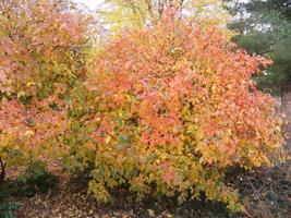 Chicago Lustre viburnum shrub 2.5" pot image 8