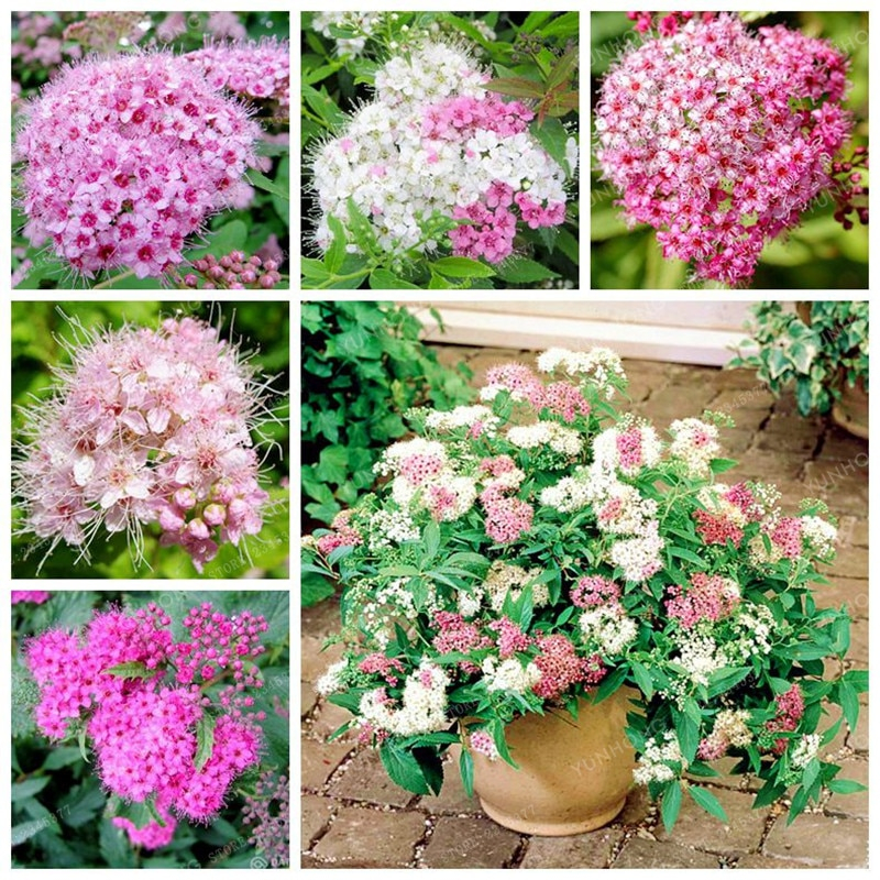 100 Pcs Spiraea Flower Seeds Very Beautiful Rare Perennial Flower ...