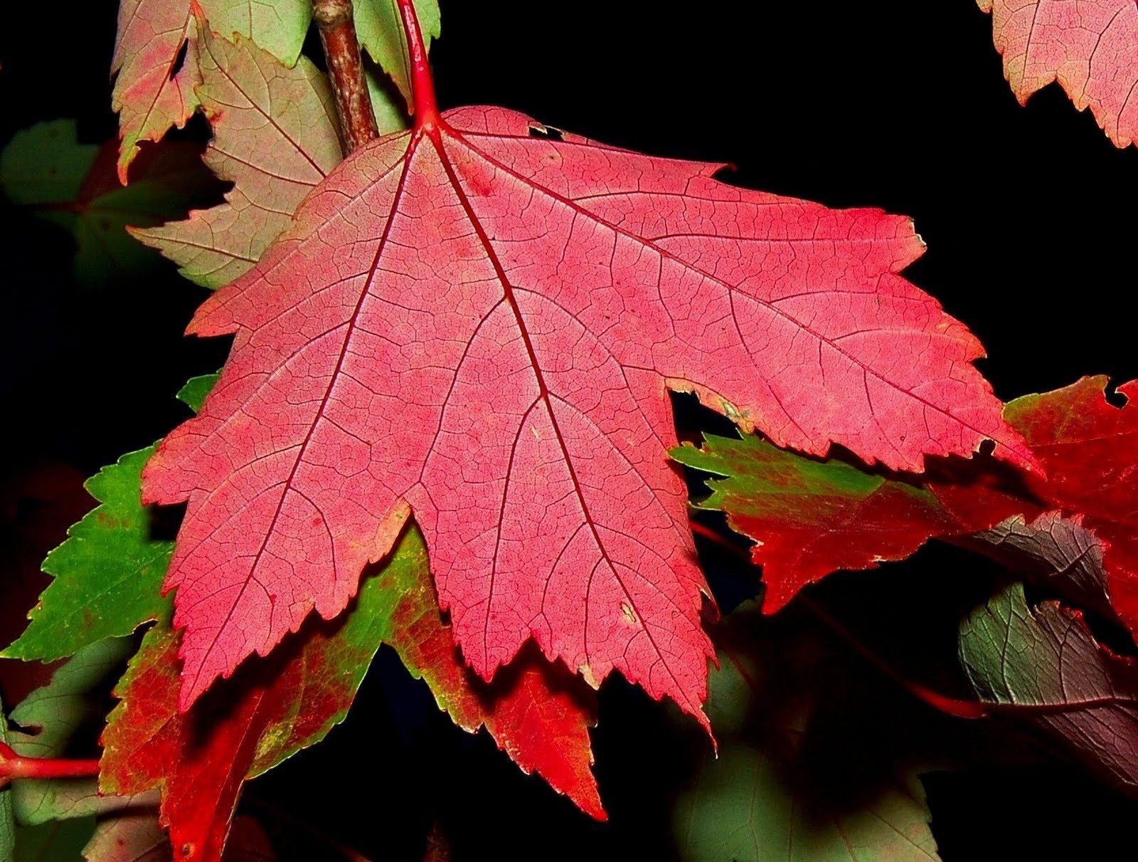 Red Maple Acer Rubrum Tree Seeds Fall Color Fast Hardy 30pcs Tree Seeds 