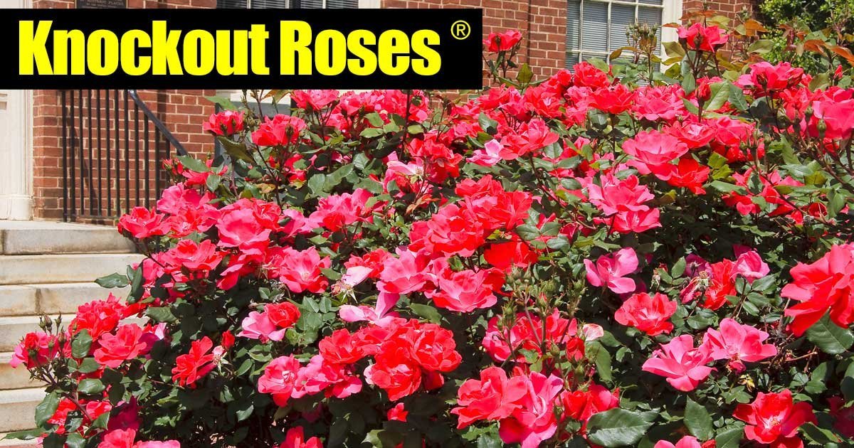 Knock Out Rose Bush (1 Plant, 1 Gallon Pot). A true knock out