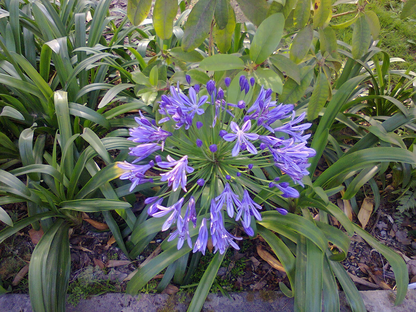 Agapanthus praecox , Blue African Lily or Lily of the Nile 30-50g plant ...