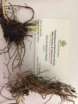 Lily of the Valley 5 roots May Lily, May Bells (Convallaria majalis) image 4