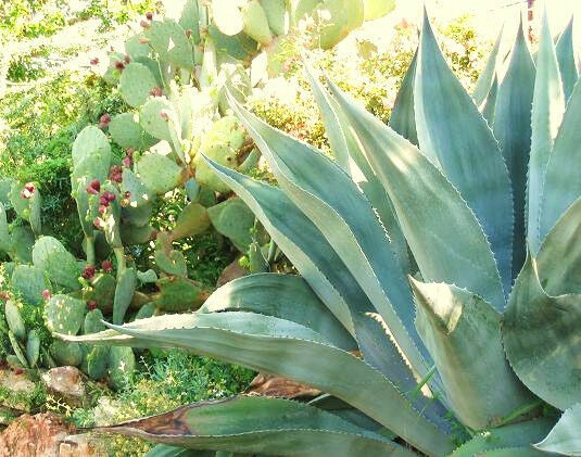 ALOE SINKATANA cactus hybrid exotic color succulent rare flower seed 100 SEEDS 