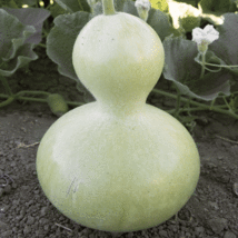 Gourds Seeds - Birdhouse  -Yard, Garden & Outdoor Living - Free Shipping - $31.99