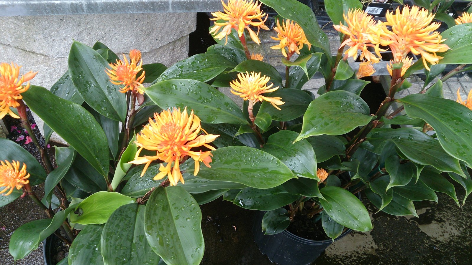 Dwarf Ginger Burbidgea schizocheila Golden Brush Live Plant FREE SHIP