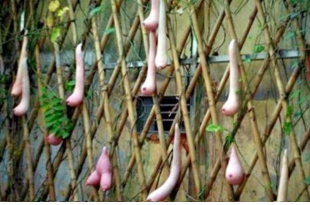 100 pcs pack Vietnam Milk Melon Seeds Vegetables Fruit Seeds Bonsai