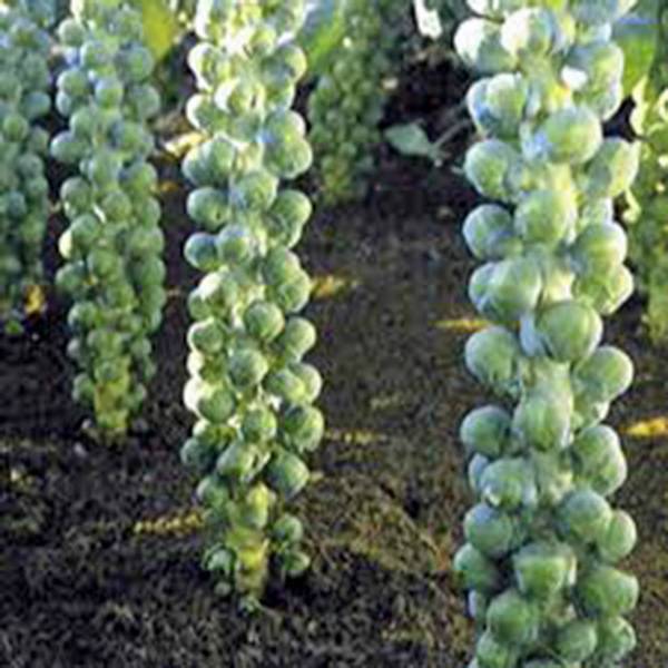 BRUSSEL SPROUT SEED, LONG ISLAND, HEIRLOOM, ORGANIC, NON GMO, 100 SEEDS