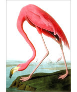 FLAMINGO Print: Vintage Audubon Bird Illustration Art Print, Pink - $8.50