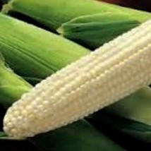 Boone County White Corn (Dent Field Corn) Seed - $9.86