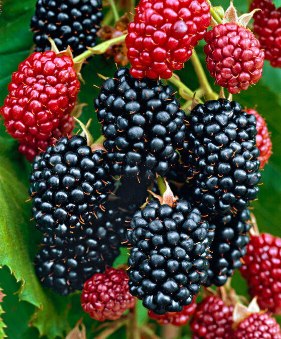Chester Blackberry - 5 Blackberry Plants - Everbearing -