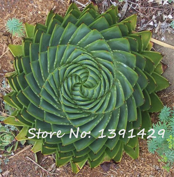 spiral aloe seeds for sale