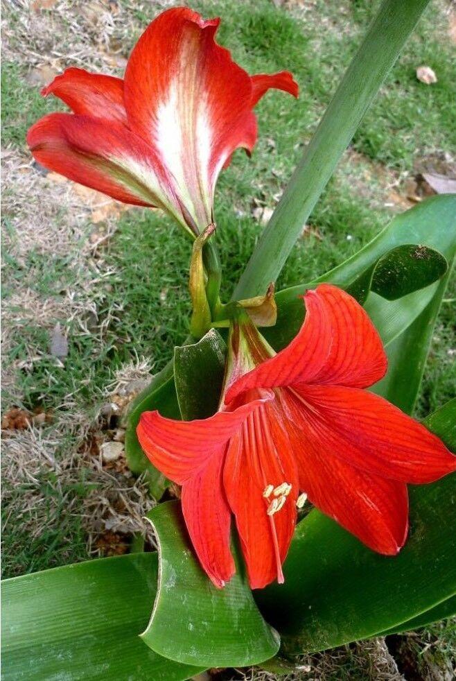 Flower seeds amaryllis plants 100 pcs /bag,Hippeastrum