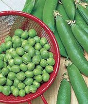 Pea Seed, Thomas Laxton, Heirloom, Organic, Non GMO, 20 Seeds, Perfect Peas - $5.28
