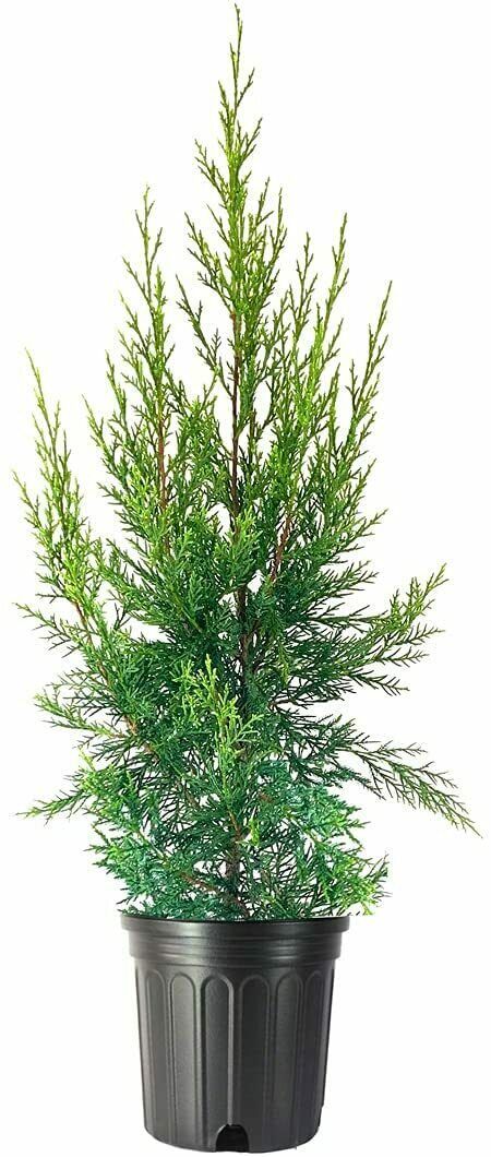 Keteleeri Juniper | Live Gallon Size Trees | Juniperus Chinensis ...