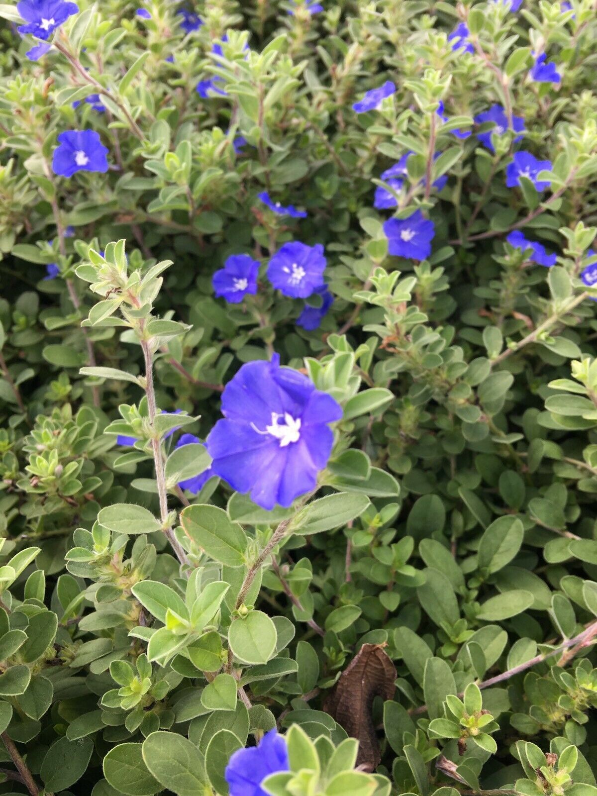 Blue Daze Evolvulus glomeratus 2” Pot Rooted In Dirt Blue Daze Evolvulus glomeratus 2” Pot Rooted In Dirt