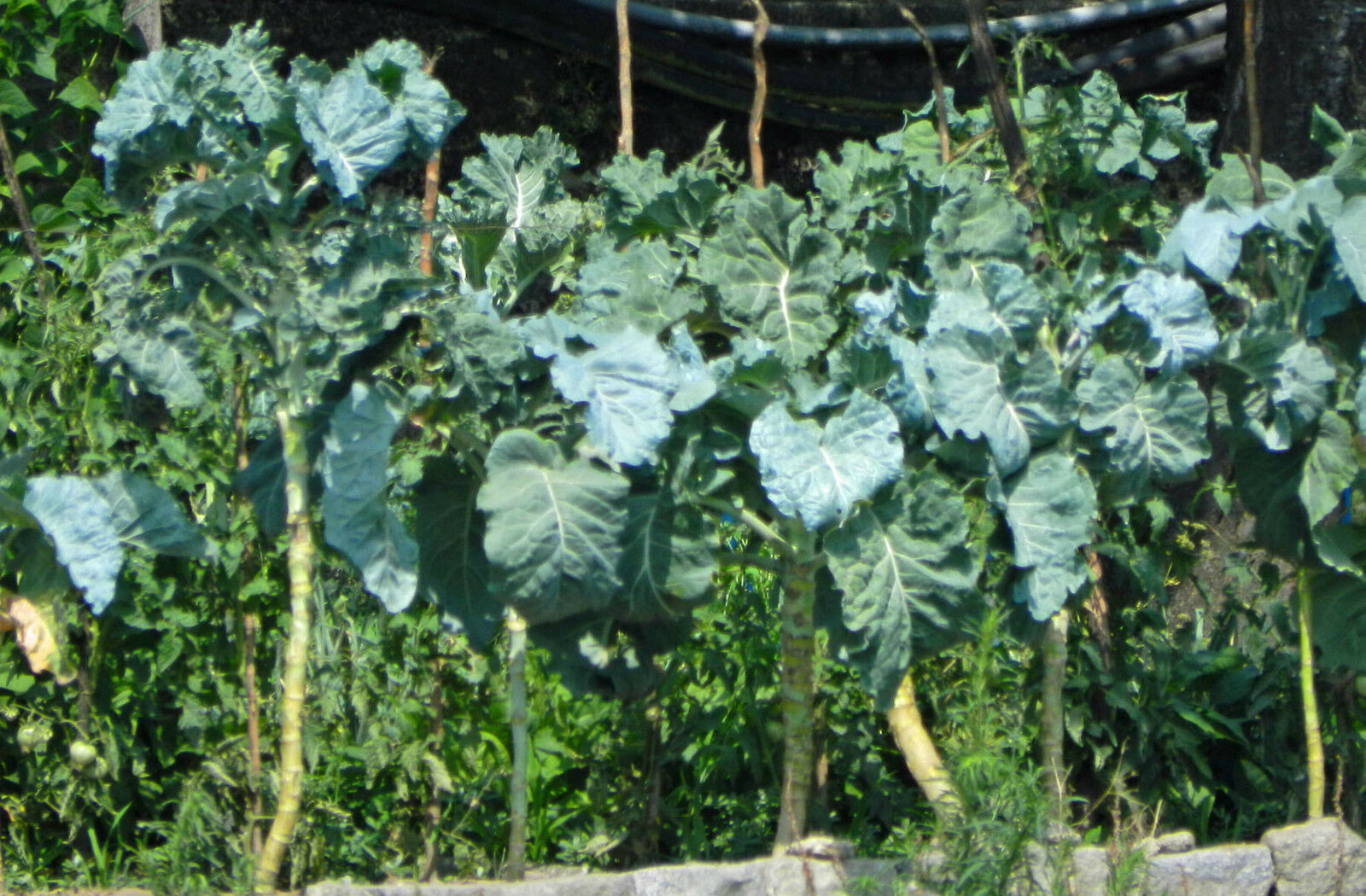 Couve Galega Portuguese Walking Stick Cabbage Kale Tree Collard Greens