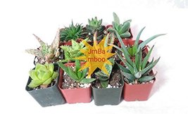 7 Different Aloe Plants - Easy to grow/Hard to Kill! - 2" Pots unique from Jmbam - $28.41