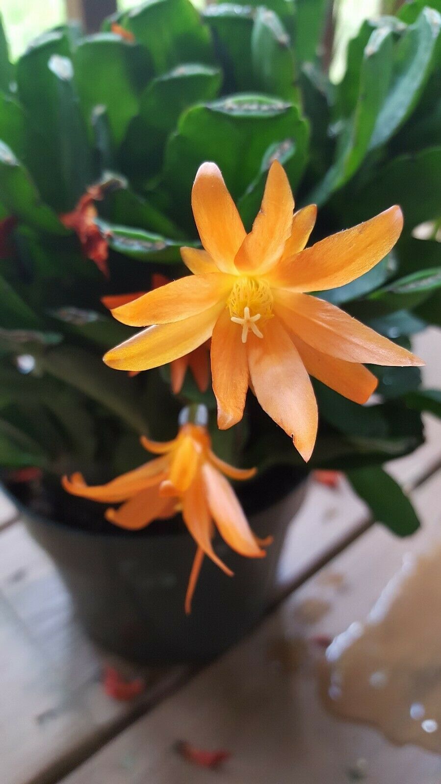 Christmas Cactus Orange Live Plant Zygocactus Houseplant 4 inch Pot XMas Gift - Cacti & Succulents