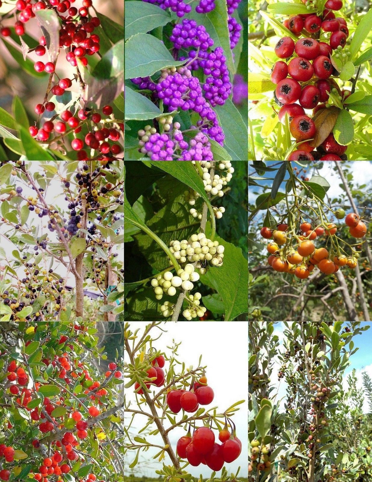 FLORIDA NATIVE TREES variety MIX rare flower plant ...