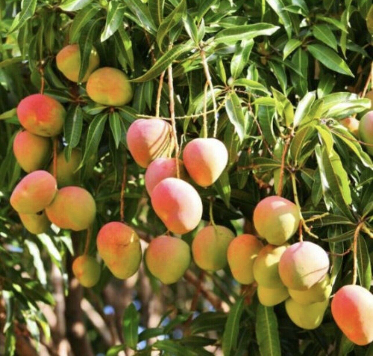 5 Sentences On Mango Tree In Sanskrit