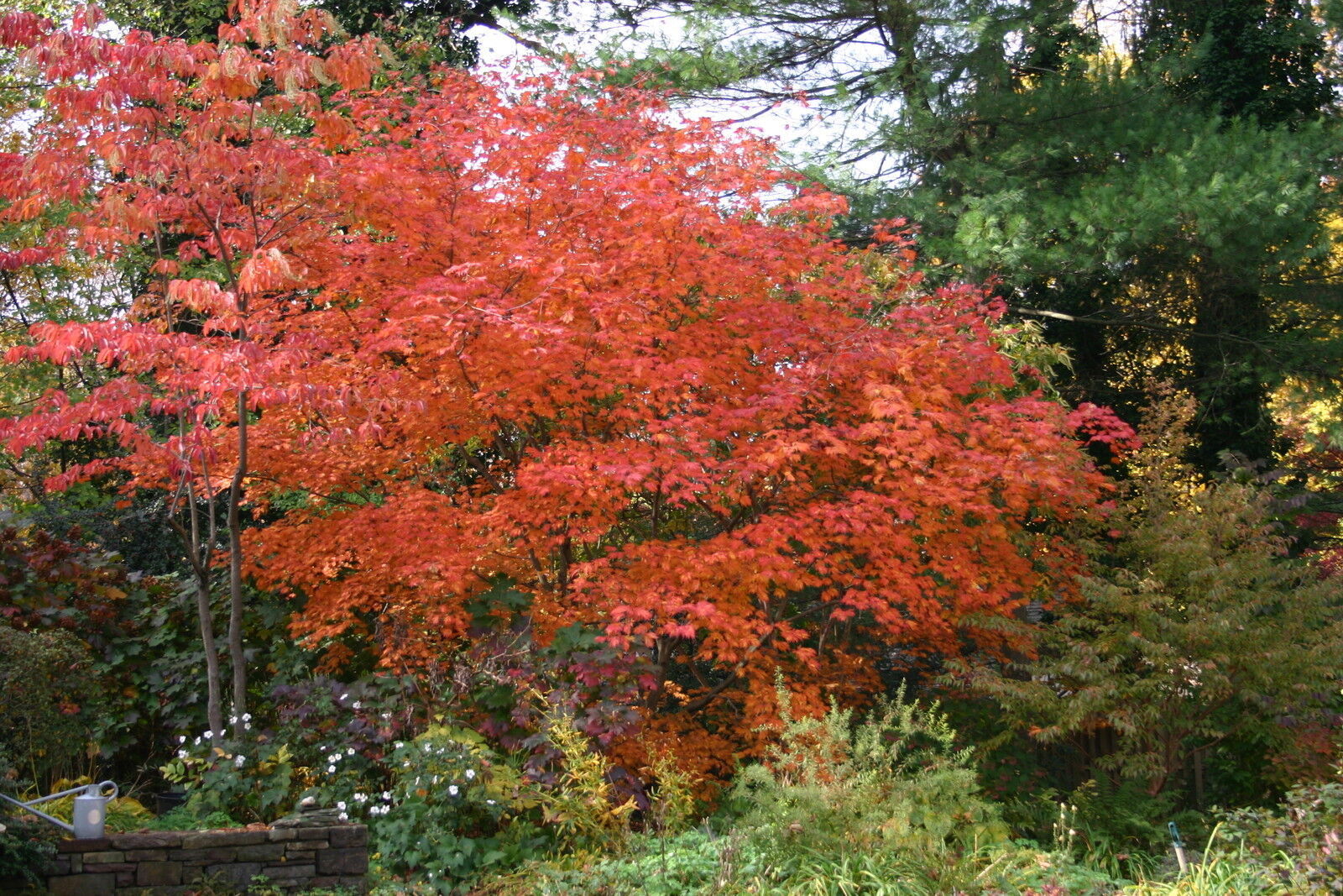 Acer Japonicum Meigetsu Japanese Fullmoon Maple 5 Seeds #GRG03 - Seeds ...