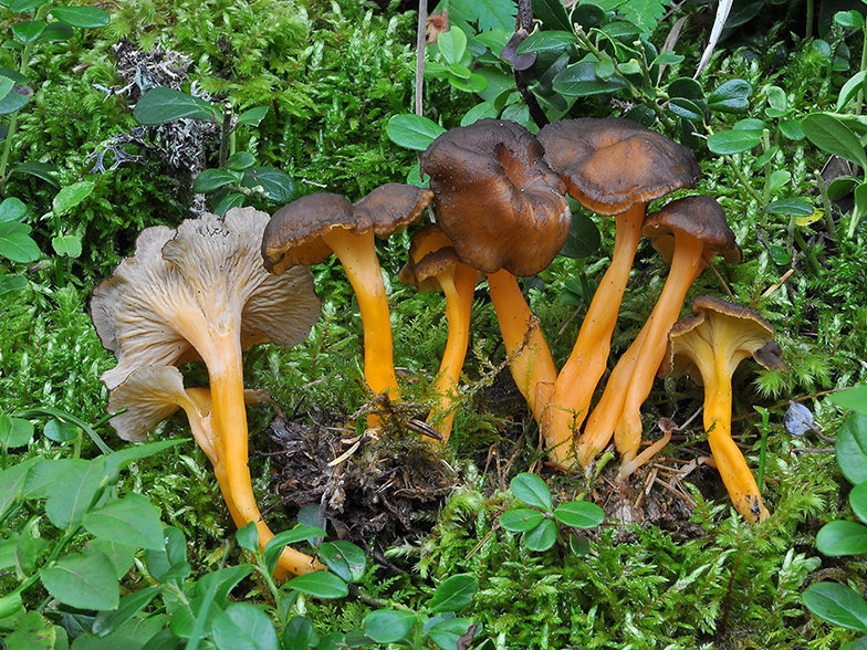 15 g Fresh YELLOW FOOT Chanterelle Mycelium Craterellus lutescens