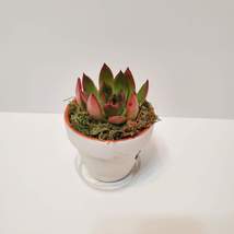 Handpainted Terra Cotta Planter with live Miranda Succulent, Floral Plant Pot 3" image 5