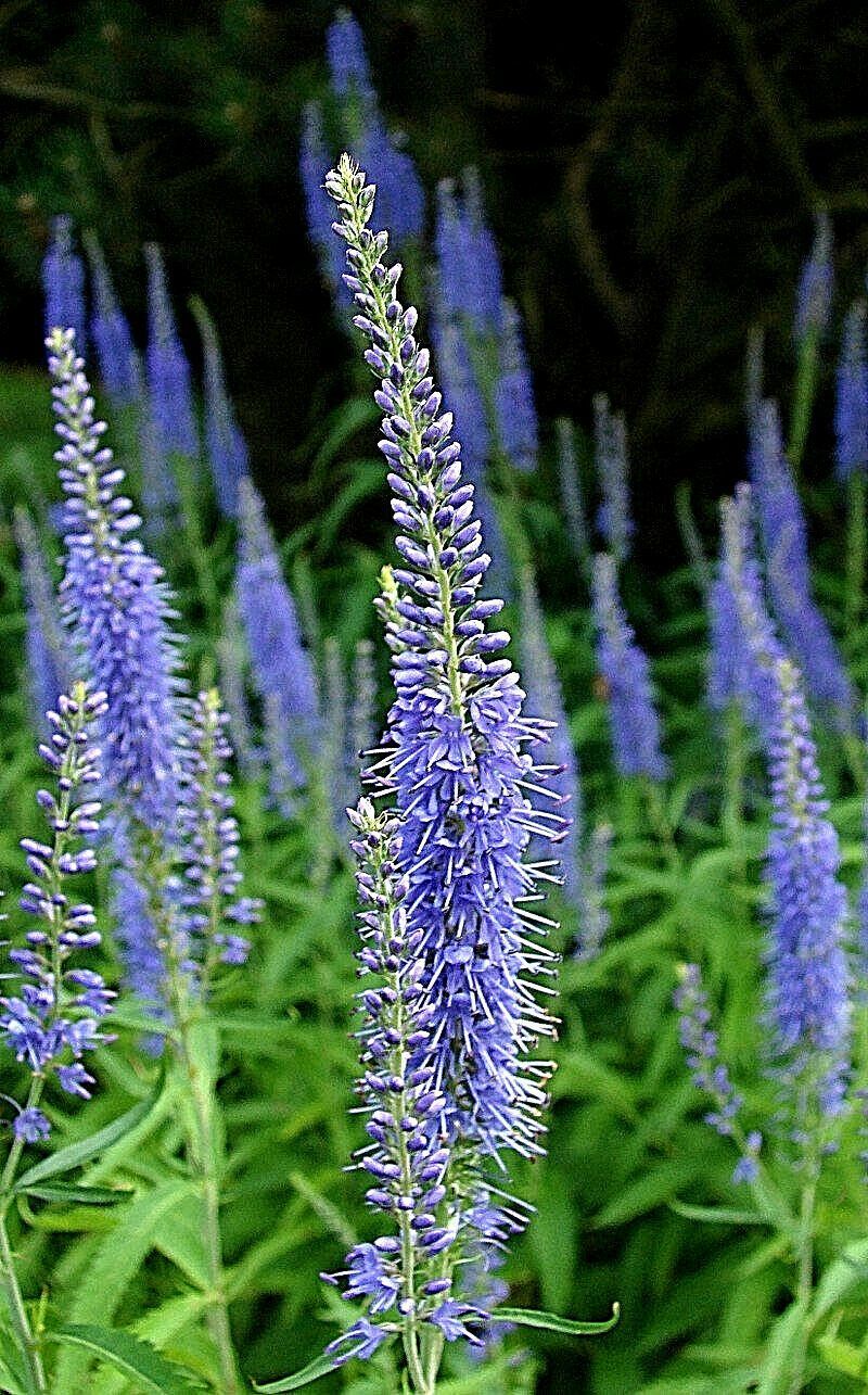 BLUE VERONICA LONGIFOLIA, 135 SEEDS, LONG LEAF SPEEDWELL, USA SELLER