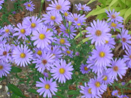 Organic Native Plant,  Smooth Blue Aster, Aster laevis, Pollinator Magnent! - $4.75