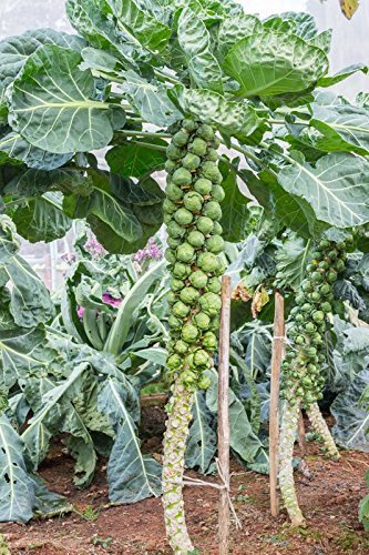 2000 Seeds or 1/4 OZ Brussel Sprouts, Long Island Improved, NON-GMO