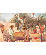 African American Orange Pickers Orange Orchard 1910c postcard - $7.43
