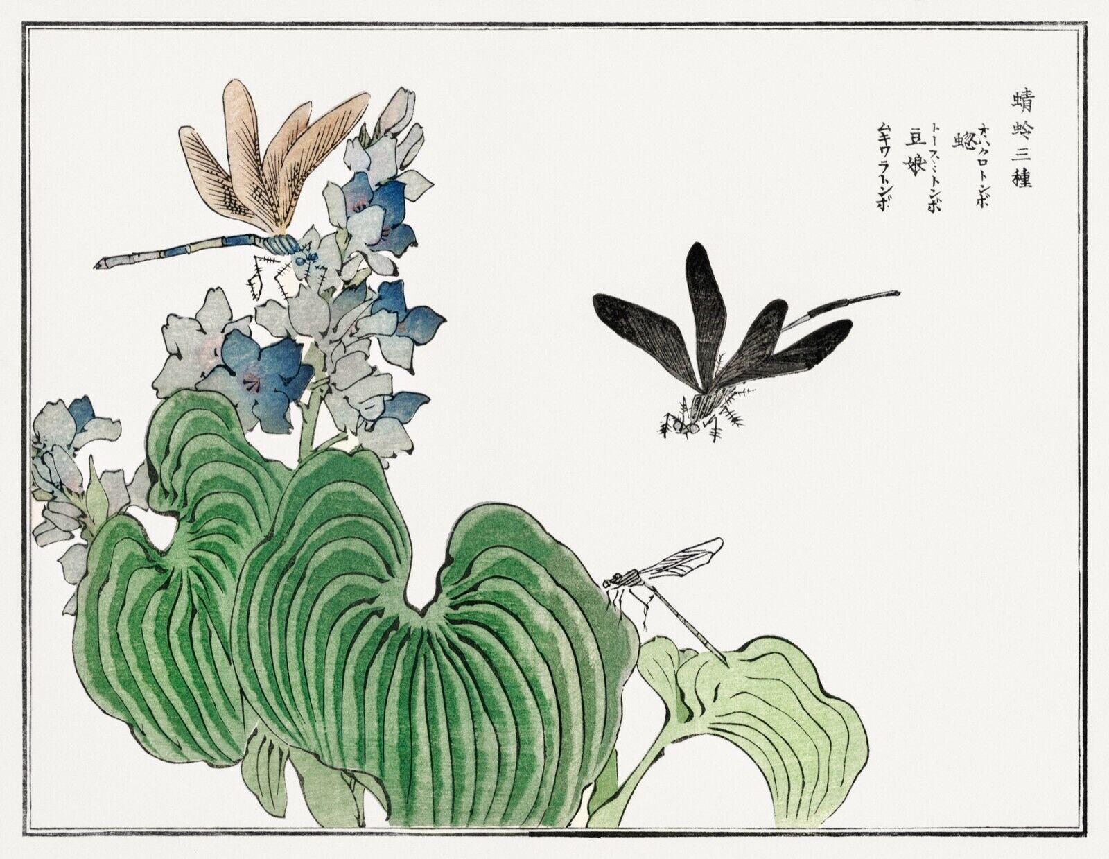 10074.Decor Poster.Room home wall.1910 Japan print.Morimoto Toko art.Butterflies