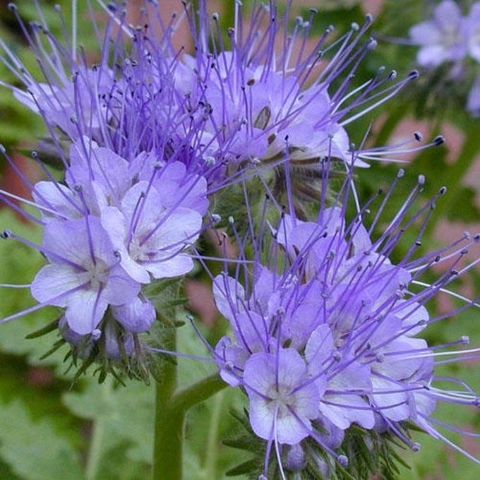 Lacy Phacelia nectar rich flower! Blue to purple bellshaped! 25