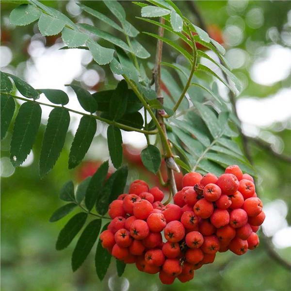 Fruit berry American Mountain Ash Tree ornamental LIVE PLANT seedling