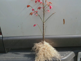 10 Dwarf Burning Bush bare root plants-Euonymus alatus hardy shrub image 4