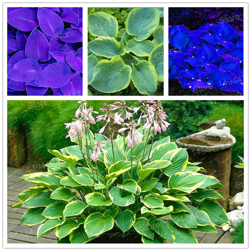 100pcs/bag mixed color Hosta plants,Hosta 'Whirl Wind' in full shade