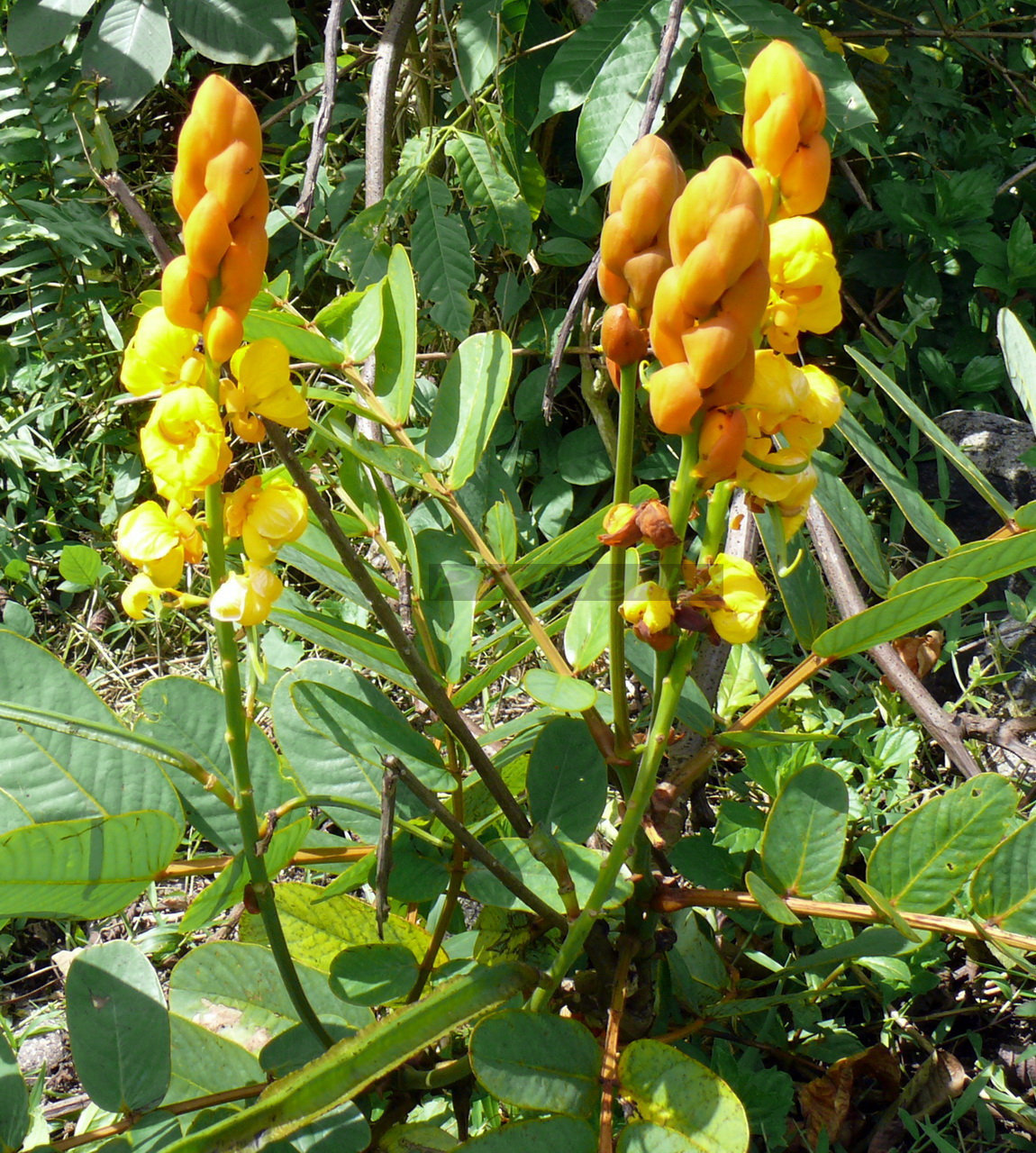 Fresh dried Acapulco / Candle bush / Ringworm bush Leaves (Cassia alata ...