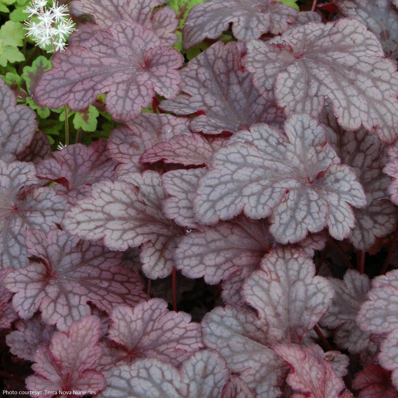 Гейхера плюм. Heuchera Plum Pudding. Гейхера Свирлинг фэнтези. Гейхера Шугар Плам. Swirling Fantasy/ Свирлинг фэнтези гейхера.