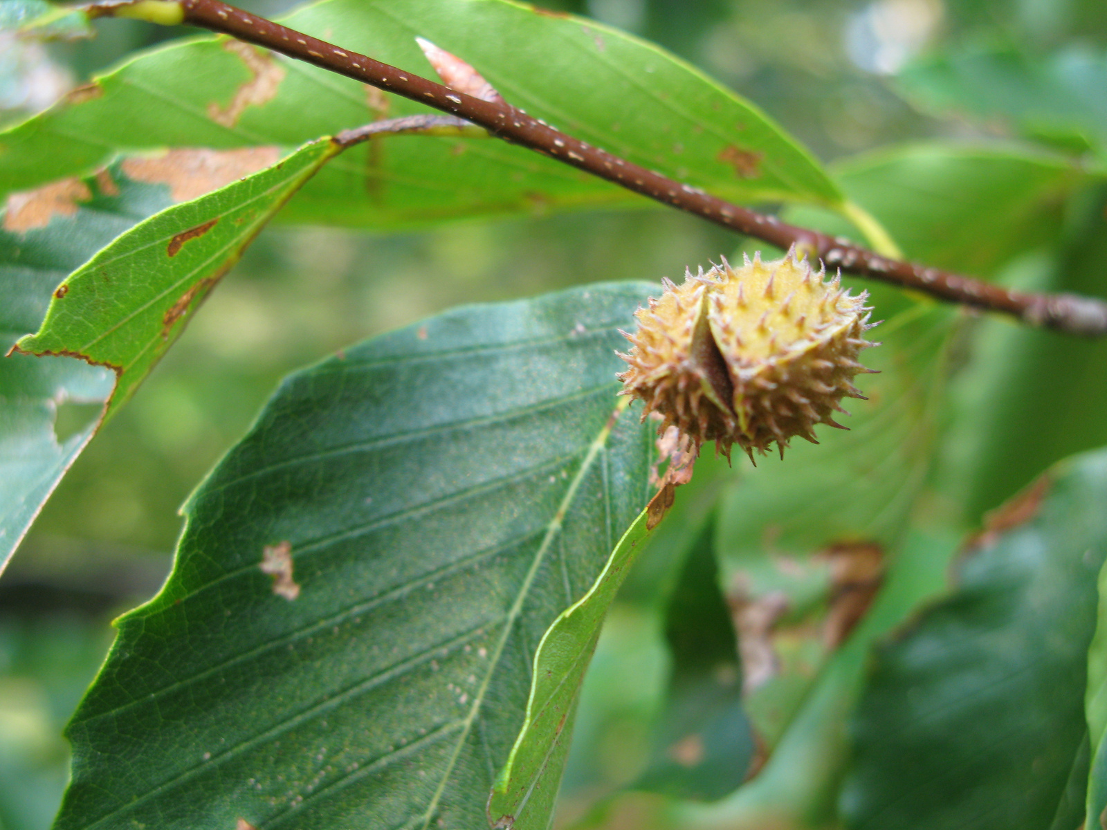 LIVE PLANT European Beech nut tree edible Shade Tree & wildlife food ...