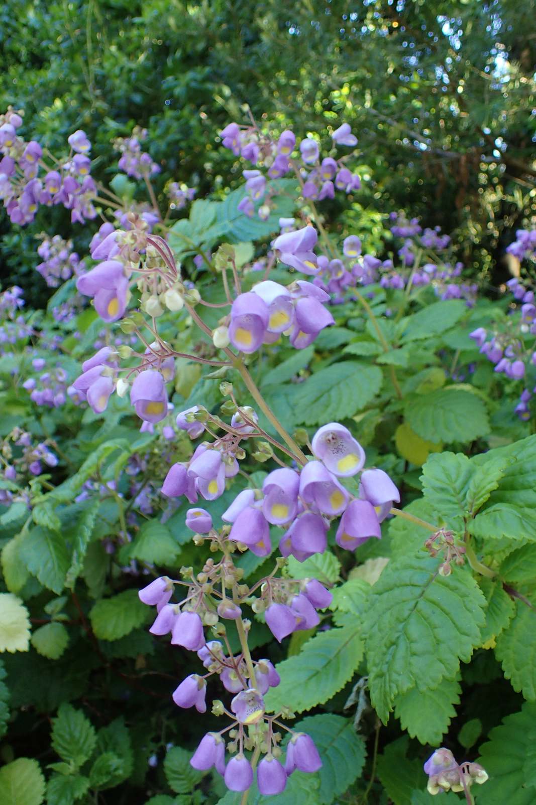 Jovellana Punctata * Tea Cup Flower * Stunning Exotic Shrub * 10 Rare