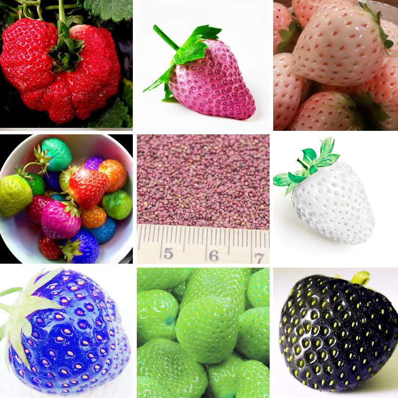 400 Seeds Multicolor Strawberry seeds Home and Garden Hot Sale Fruits