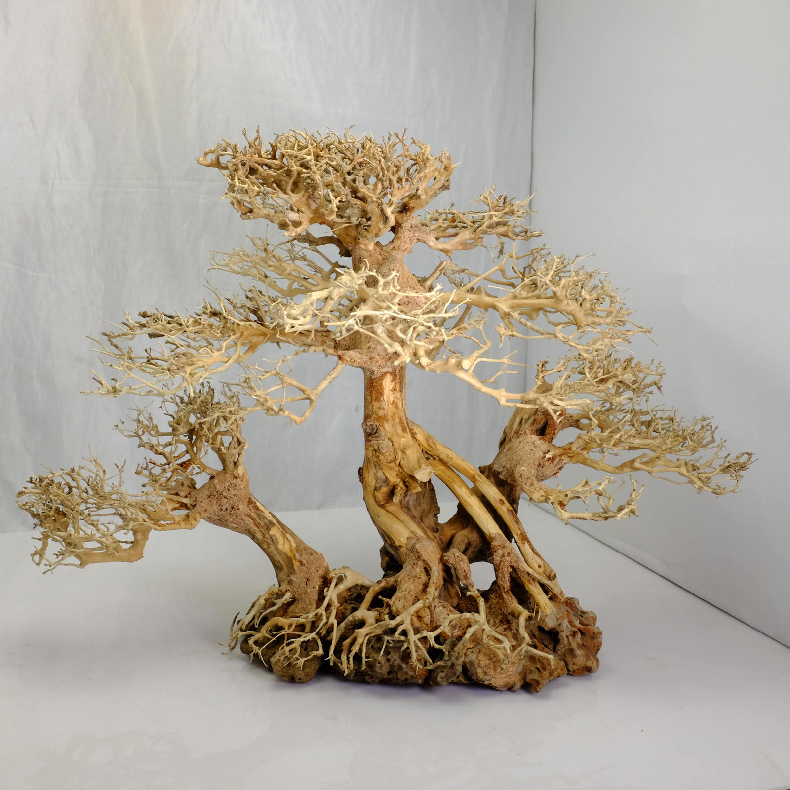  Bonsai Tree Moss of all time Check it out now 