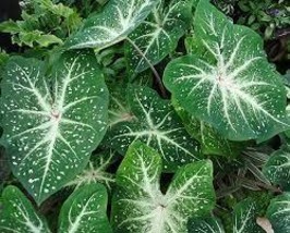 200 Seeds/ Pack Blue Caladium Dwarf Elephant Ear Ornamental Plant Seeds 