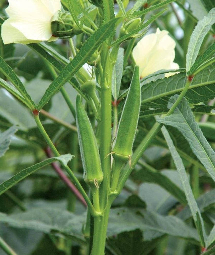 Thai Okra Okro,Ladies Fingers, Packet of Okra Ladies Finger Seed