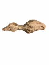 Fossil Taxidermy Framed Mandible Jaw Specimen Art Tyrannosaurus rex Cast image 6