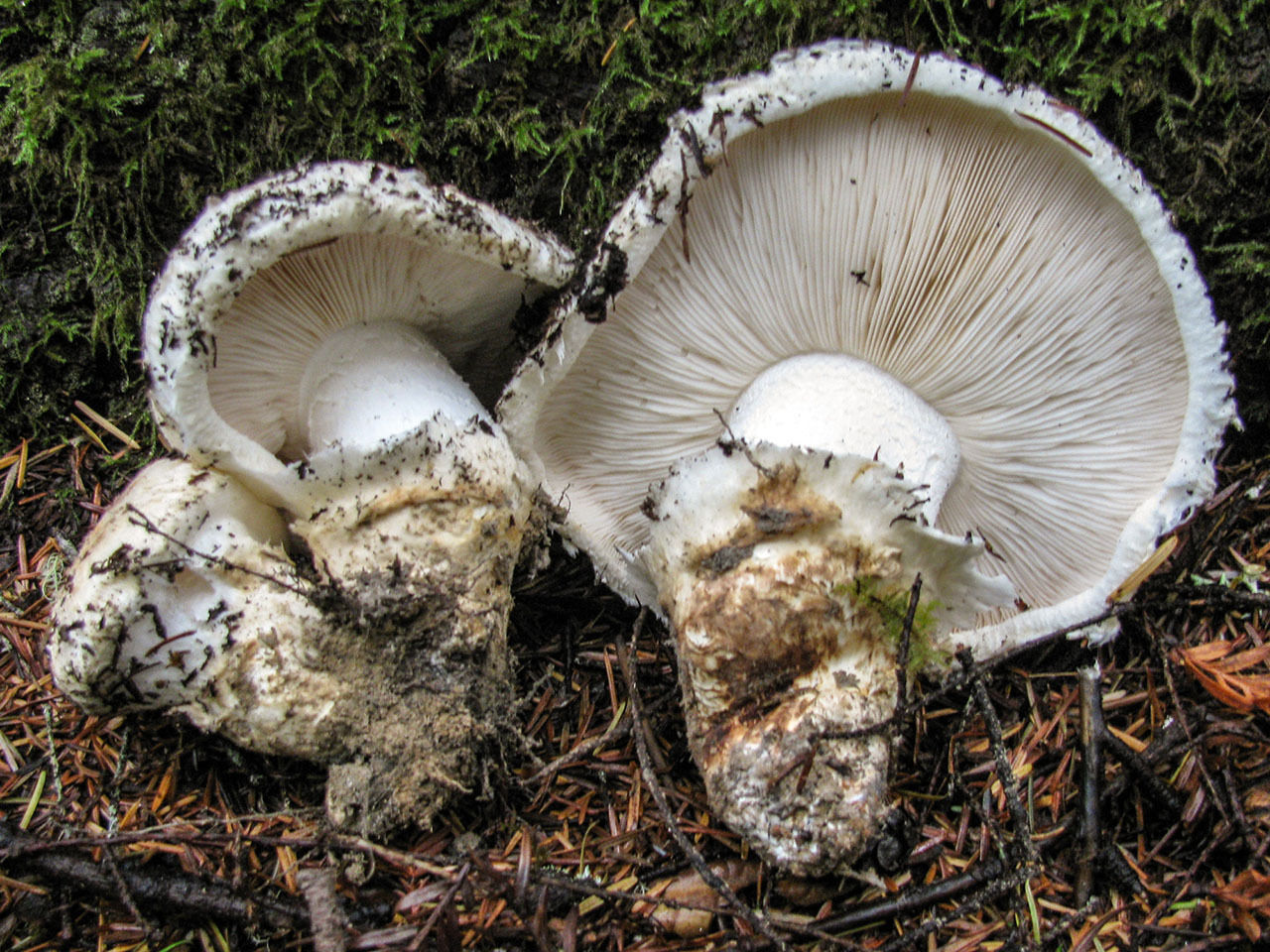 20 g WHITE MATSUTAKE Tricholoma Magnivelare Mushroom Spawn Spores Seeds Mycelium Mushrooms